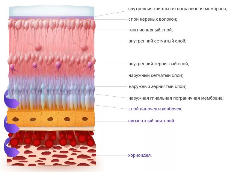 Строение сетчатки внутренняя Пограничная мембрана. Строение сетчатки и сосудистой оболочки. Наружный сетчатый слой сетчатки. Строение сетчатки глаза 10 слоев.