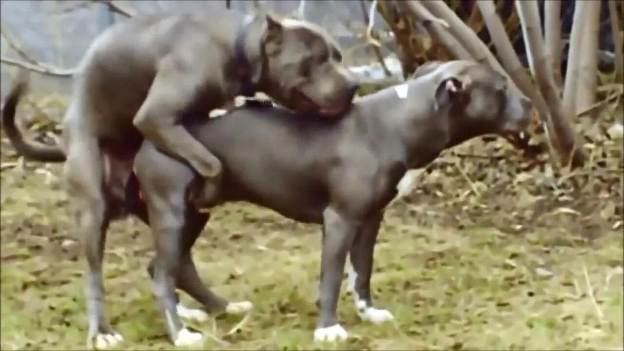 Зоофилия оргазм. Собаки спариваются. Собака спаривается с человеком. Животные с людьми спариваются.