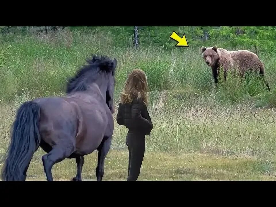 Медведь и лошадь. Видео с кэнотом и конем. Как конь мишка спас Суворова.