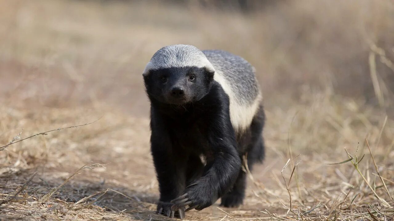 Медоед ворлд. Медоед honey badger. лысый барсук медоед. африканский медоед. зверек медоед.