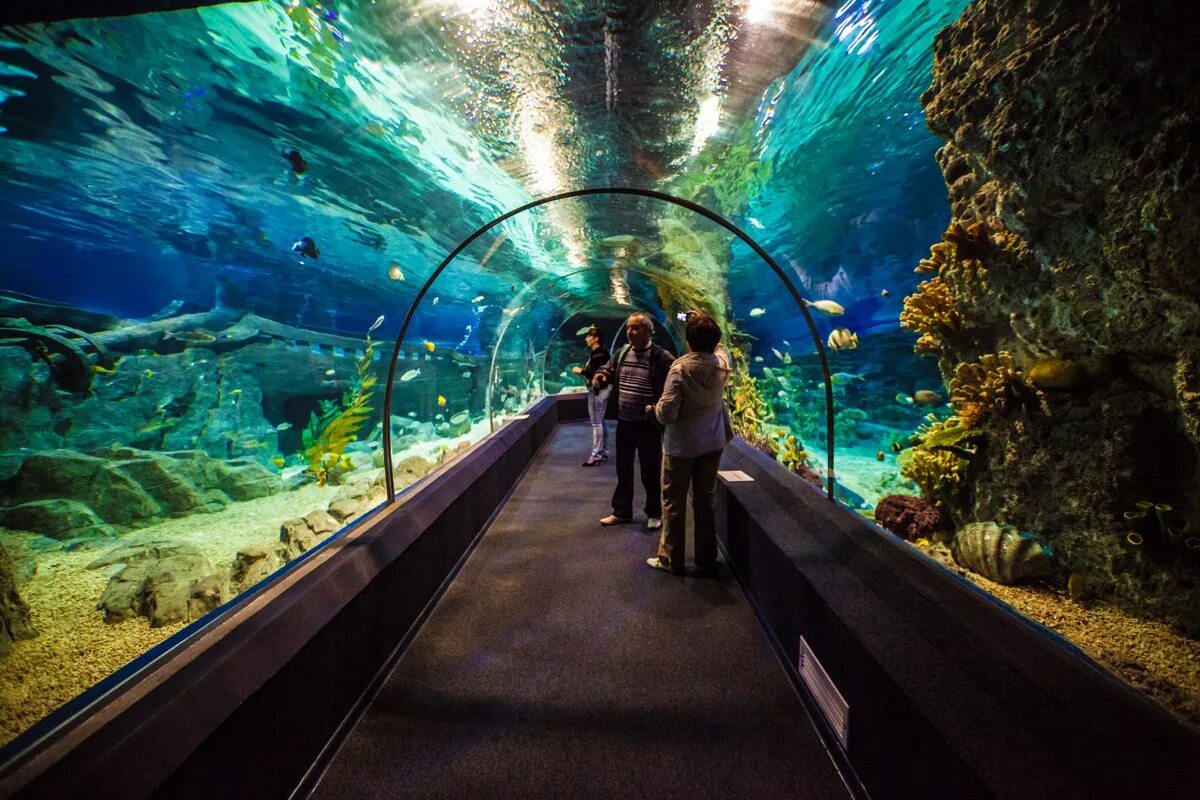 Aquarium перевод. Океанариум Дискавери Сочи. Океанариум Сочи Адлер. Сочи Дискавери ворлд аквариум. Океанариум Кургородок Адлер.