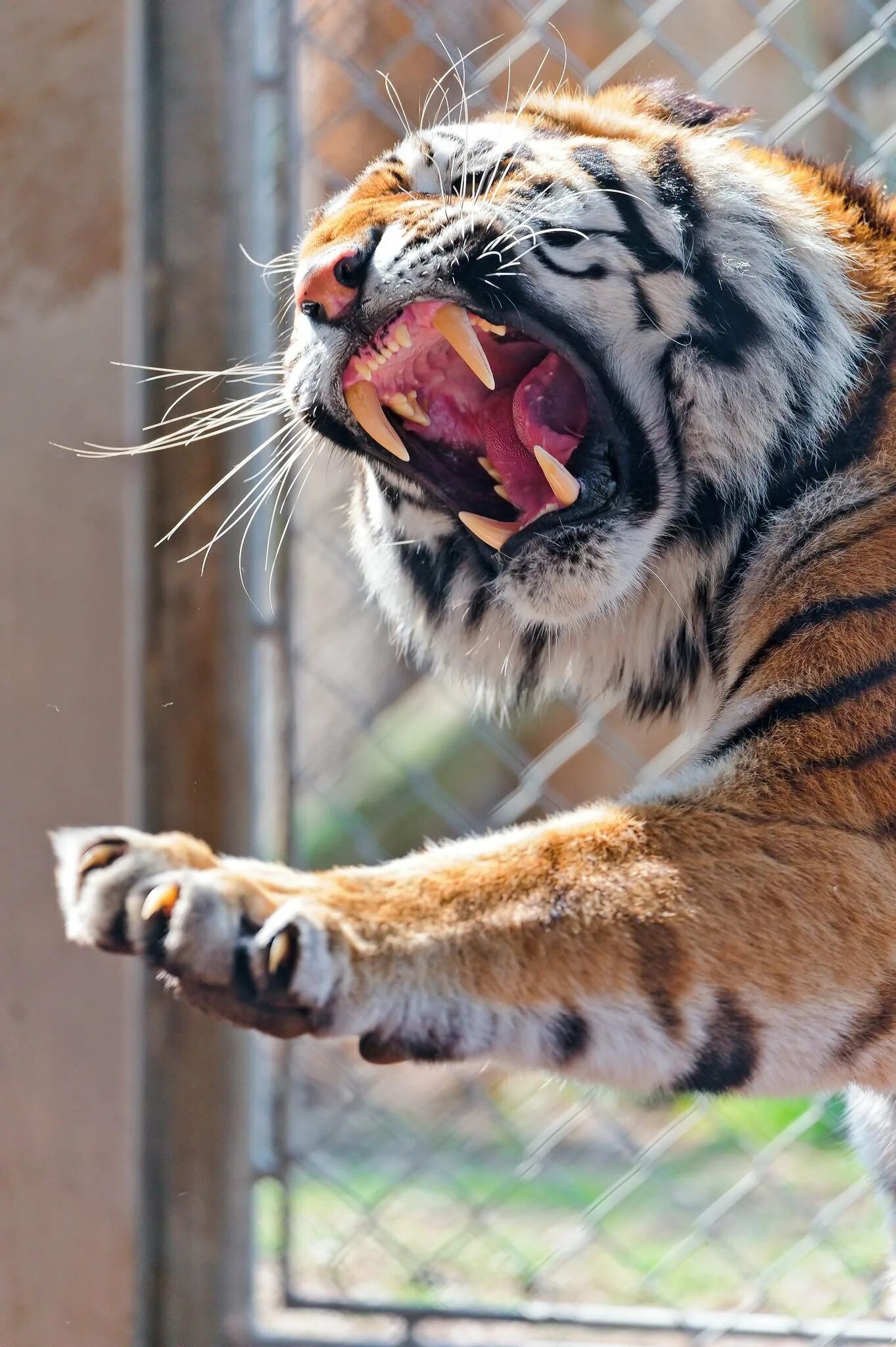 Амурский тигр оскал. Злой тигр. Тигр рычит. Разъяренная тигрица.