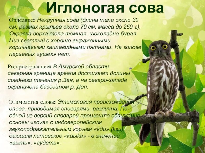 Текст про сову. Описание Совы. Описание Филина. Описать сову. Сова информация для детей.