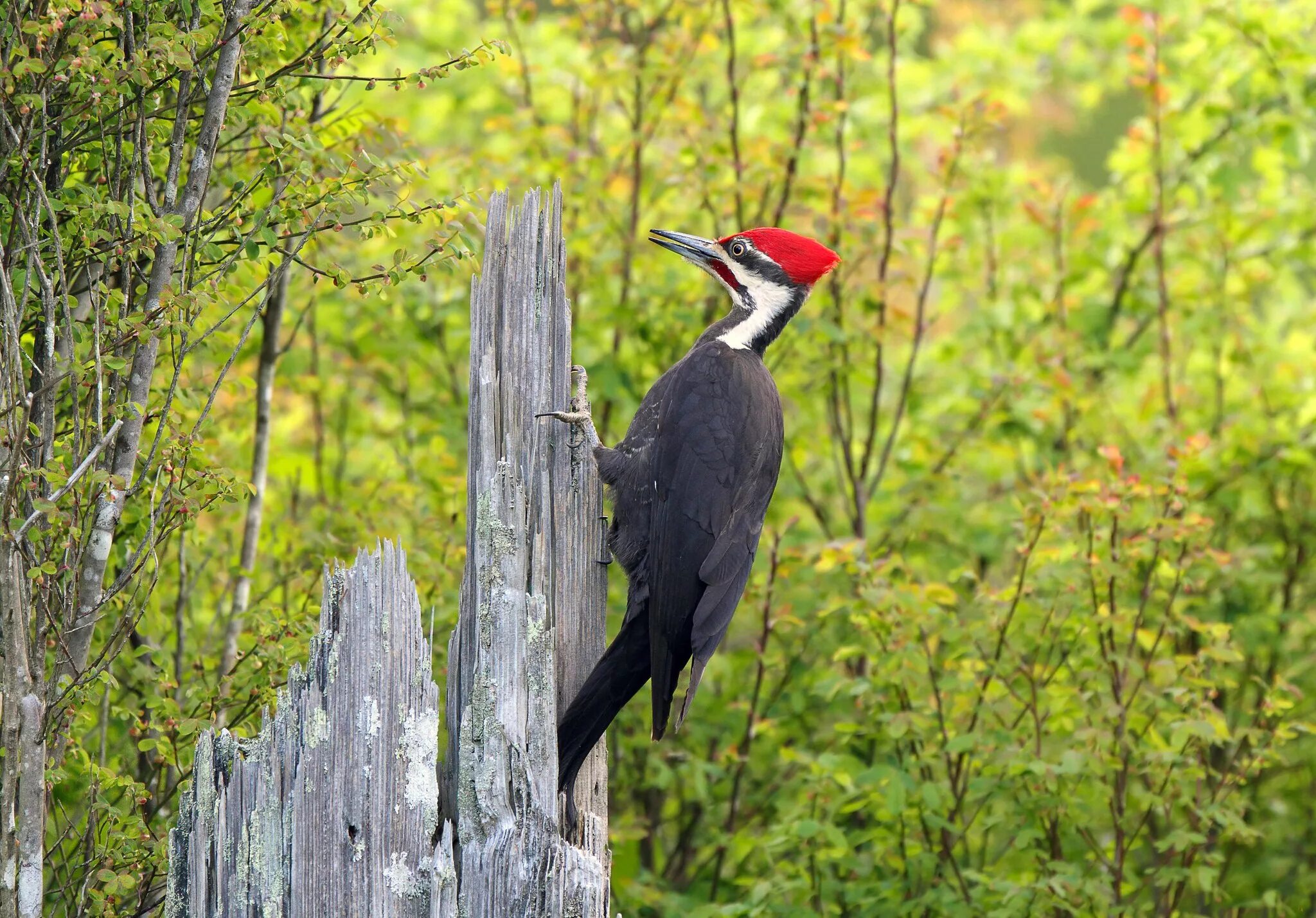Желтобрюхий дятел. Птицы обитающие на деревьях. Птицы обитающие на деревьях. Птицы обитающие на деревьях. Дятел на дереве.