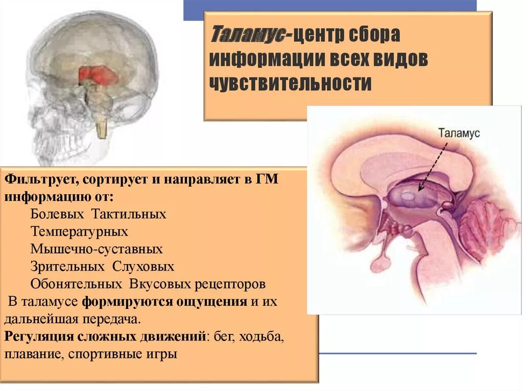 Каковы функции таламуса. Функция таламуса в головном мозге. Промежуточный мозг таламус строение и функции. Таламус это центр всех видов чувствительности. Функции таламуса промежуточного мозга.