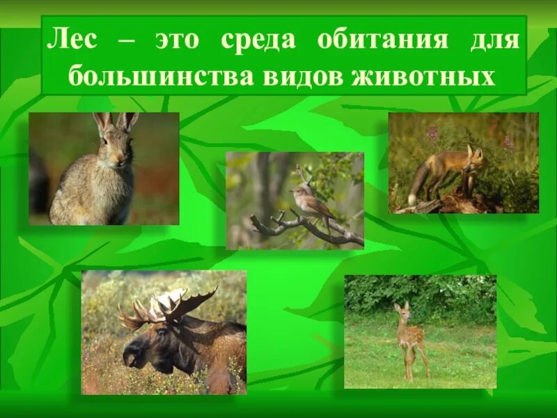 Животные из каждой среды обитания. Среды обитания животных. Среда обитания лес. Среда обитания лесных животных. Лесные жители презентация.