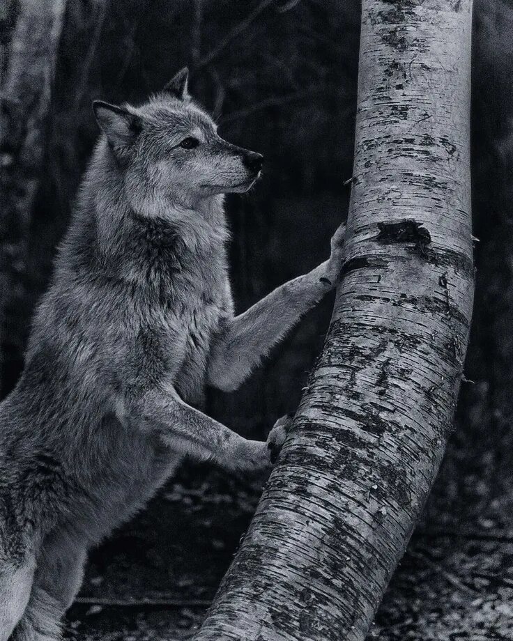 Wolf tree