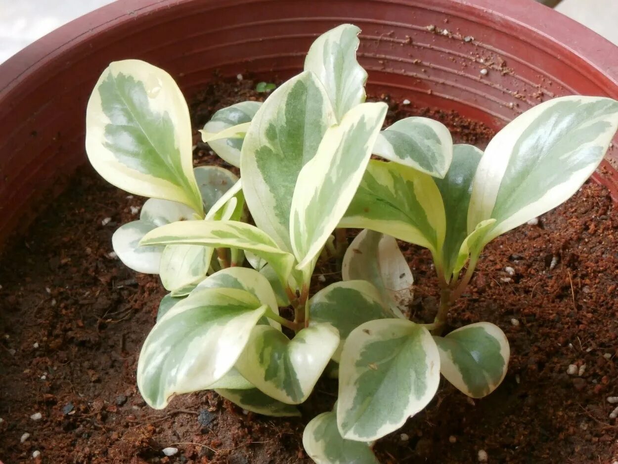 Пеперомия вариегата. Пеперомия obtusifolia variegata. пеперомия обтусифолия вариегатная. пеперомия туполистная вариегата.