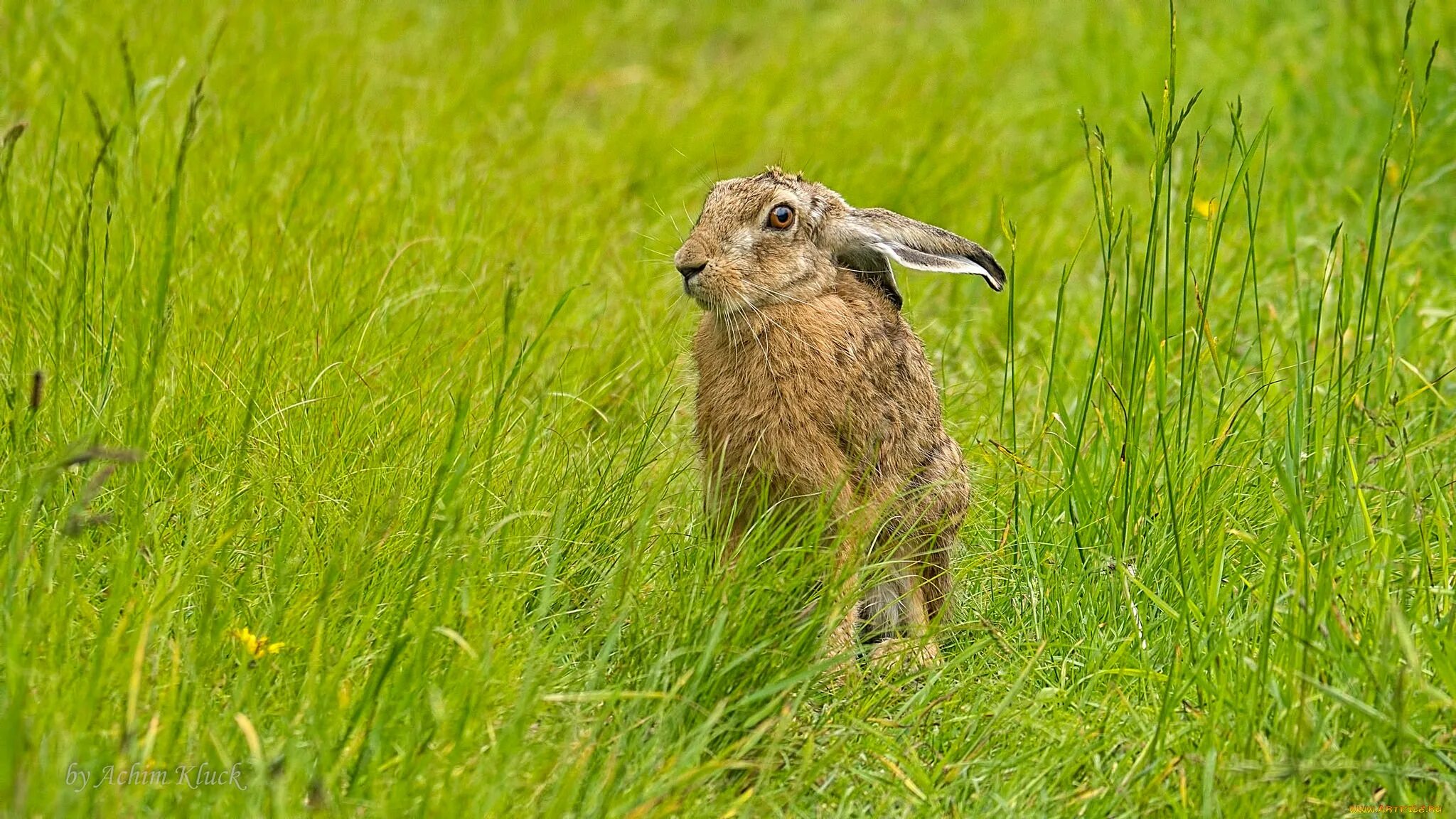 Заяц овес. Что едят зайцы. Заяц-русак. Крольчонок в траве. Кролики.