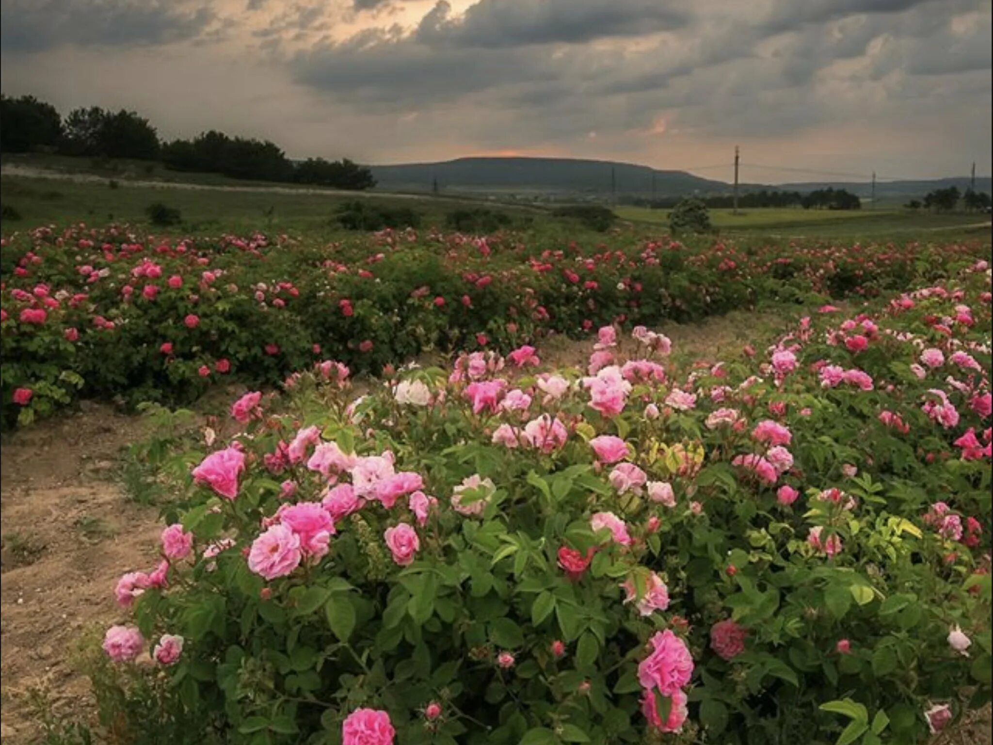 Розовые поля в крыму