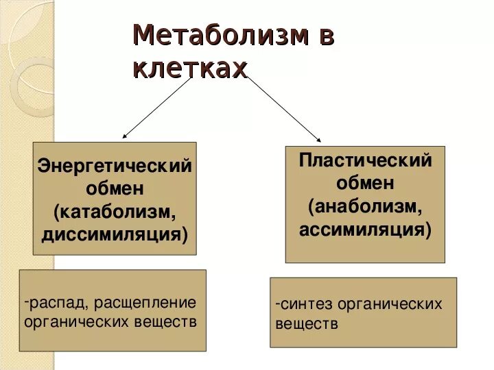 Обмен веществ человека биология. Метаболизм биология 9 класс. Ассимиляция и диссимиляция метаболизм. Ассимиляция в обмене веществ.