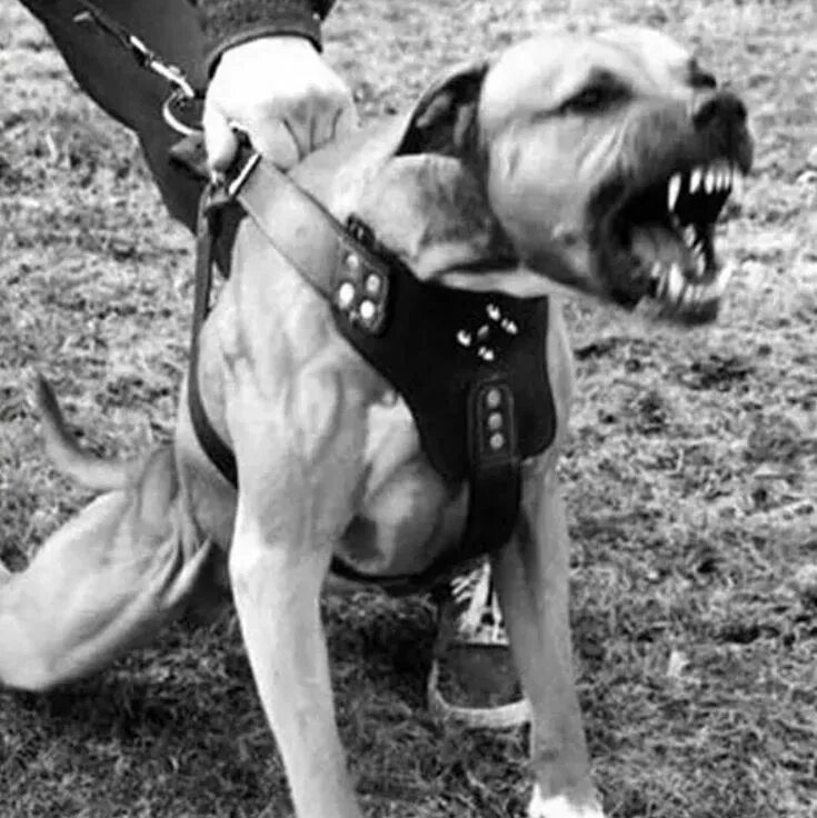 Питбуль команда