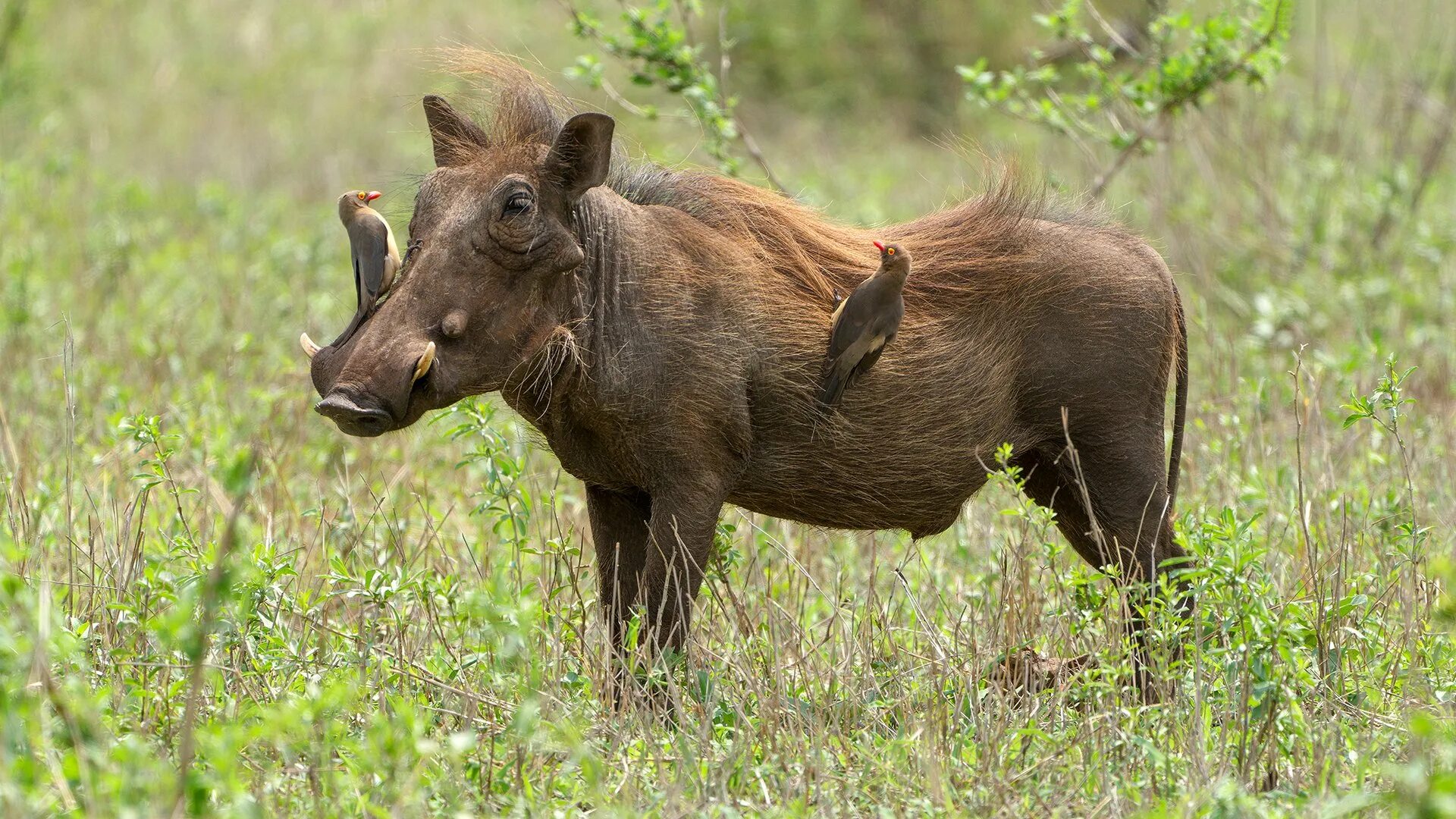 10 Photos Show How Animals In The Wild Can Become The Most Unlikely Pals Дикие ж