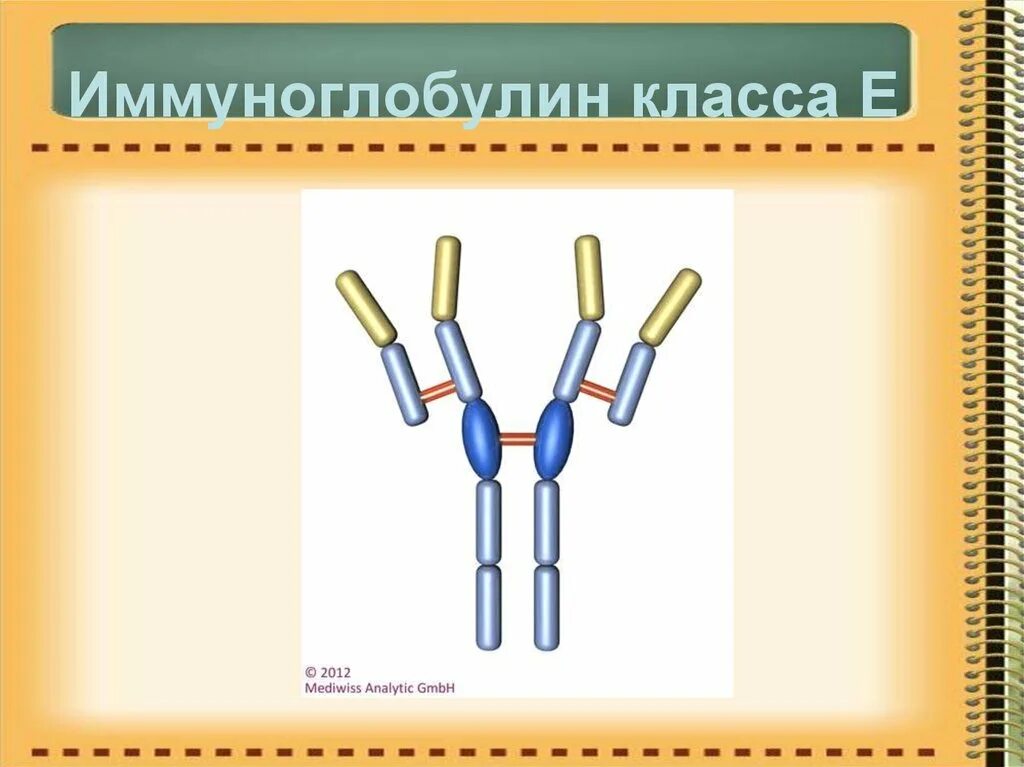 Иммуноглобулин. Иммуноглобулин е. Иммуноглобулин схема. Иммуноглобулин e строение. Низкий иммуноглобулин е