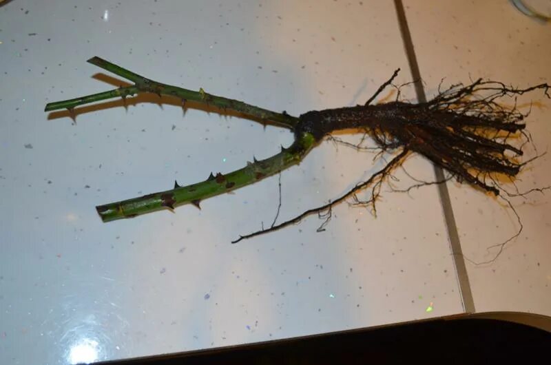 как сделать корень розы. проращивание черенков роз. укоренить черенок розы. укоренение черенков роз. черенки роз укореняемость.