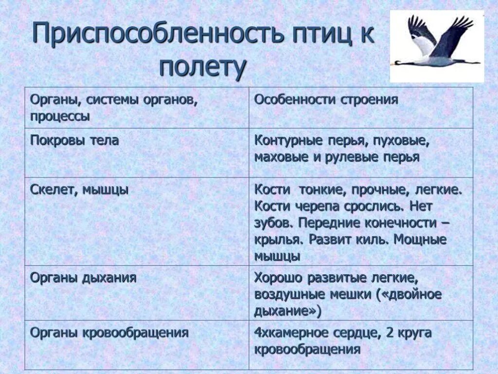 Таблица особенности внутреннего строения птиц системы органов. Таблица по биологии система органов и особенности строения птиц. Приспособлене птиц к полёту. Приспособления птиц к полету. Основные приспособления птиц к полету