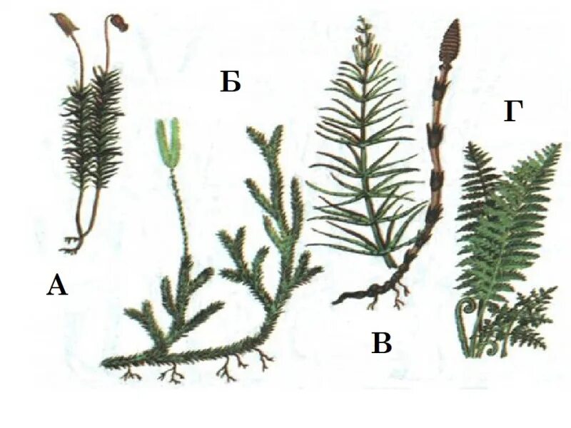 Плауны размножаются семенами. Мхи хвощи плауны. Плауны хвощи папоротники. Листостебельные мхи и плауны. Споровые растения хвощи плауны папоротники.