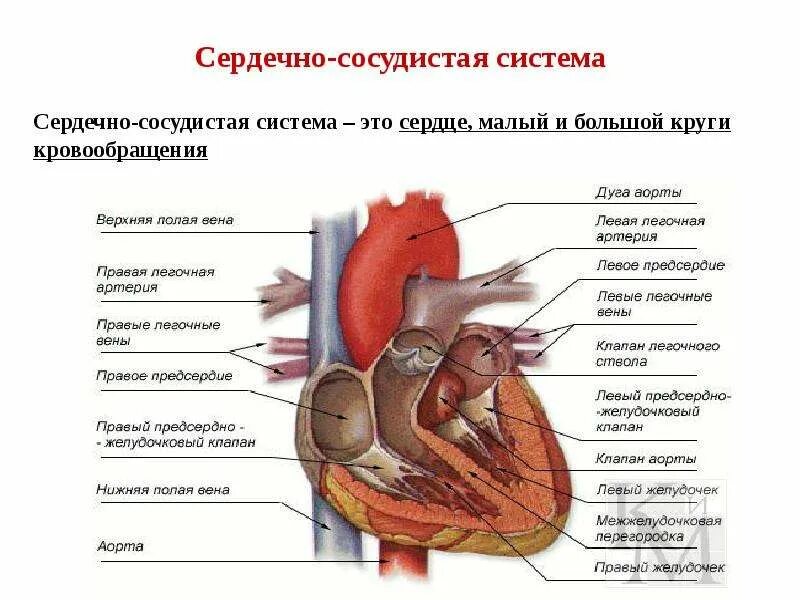 Сердечная строение и функции. Сердечно сосудистая строение и функции. Строение сердечной системы человека. Структура сердечно-сосудистой системы. Общий план строения сердечно-сосудистой системы.