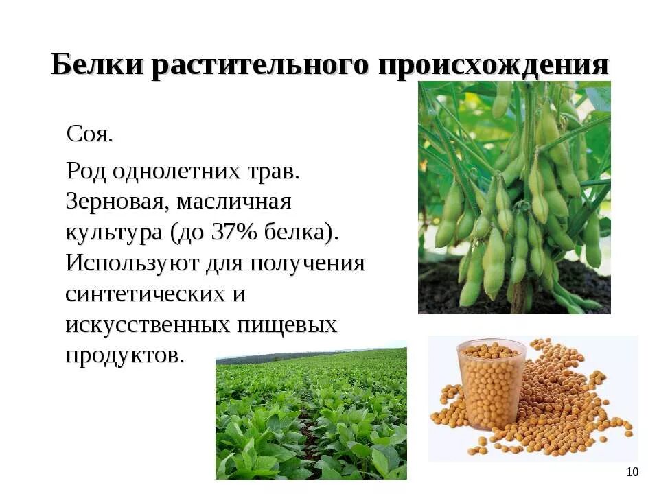 Соя презентация. Сообщение о сое. Значение бобовых для человека. Значение слова соя. Соя культурное растение.