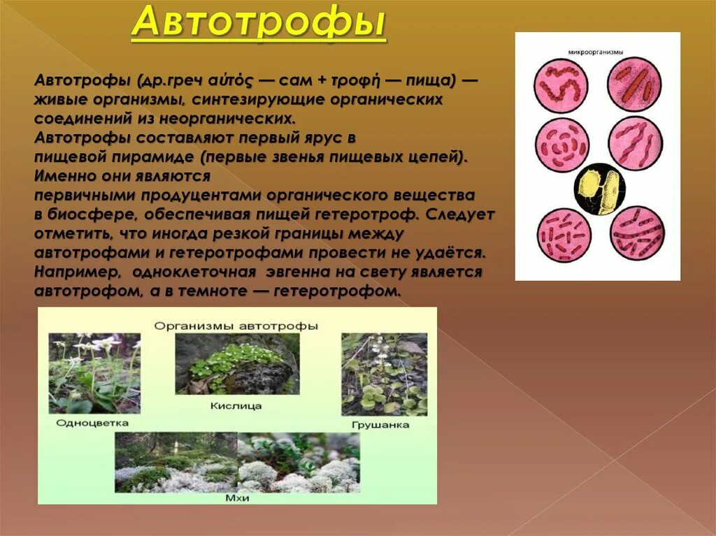 1 живыми организмами являются. Автотрофы. Единицей строения и развития живых организмов является a. Важные единицы живой природы. Общее свойство живых организмов леопард.