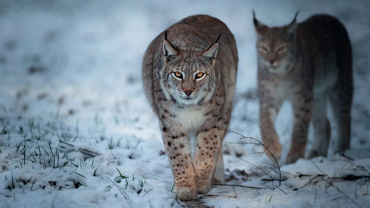 Евроазиатская Рысь. Рысь (Аллюр). Рысь обыкновенная Lynx Lynx Linnaeus, 1758. Евроазиатская (обыкновенная) Рысь.