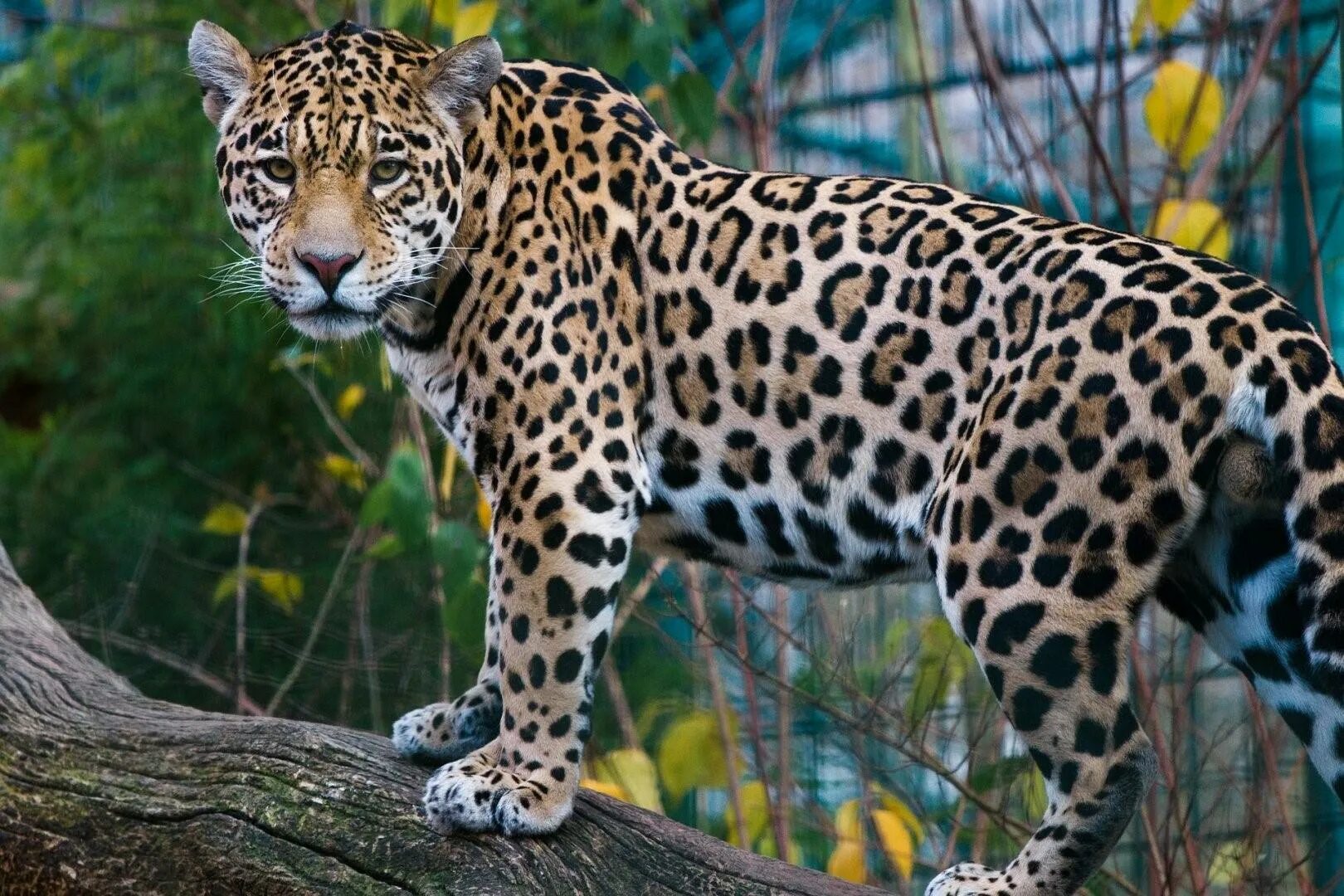 Ягуар Panthera onca. Берберийский леопард. Ягуар млекопитающее. Окрас ягуара.