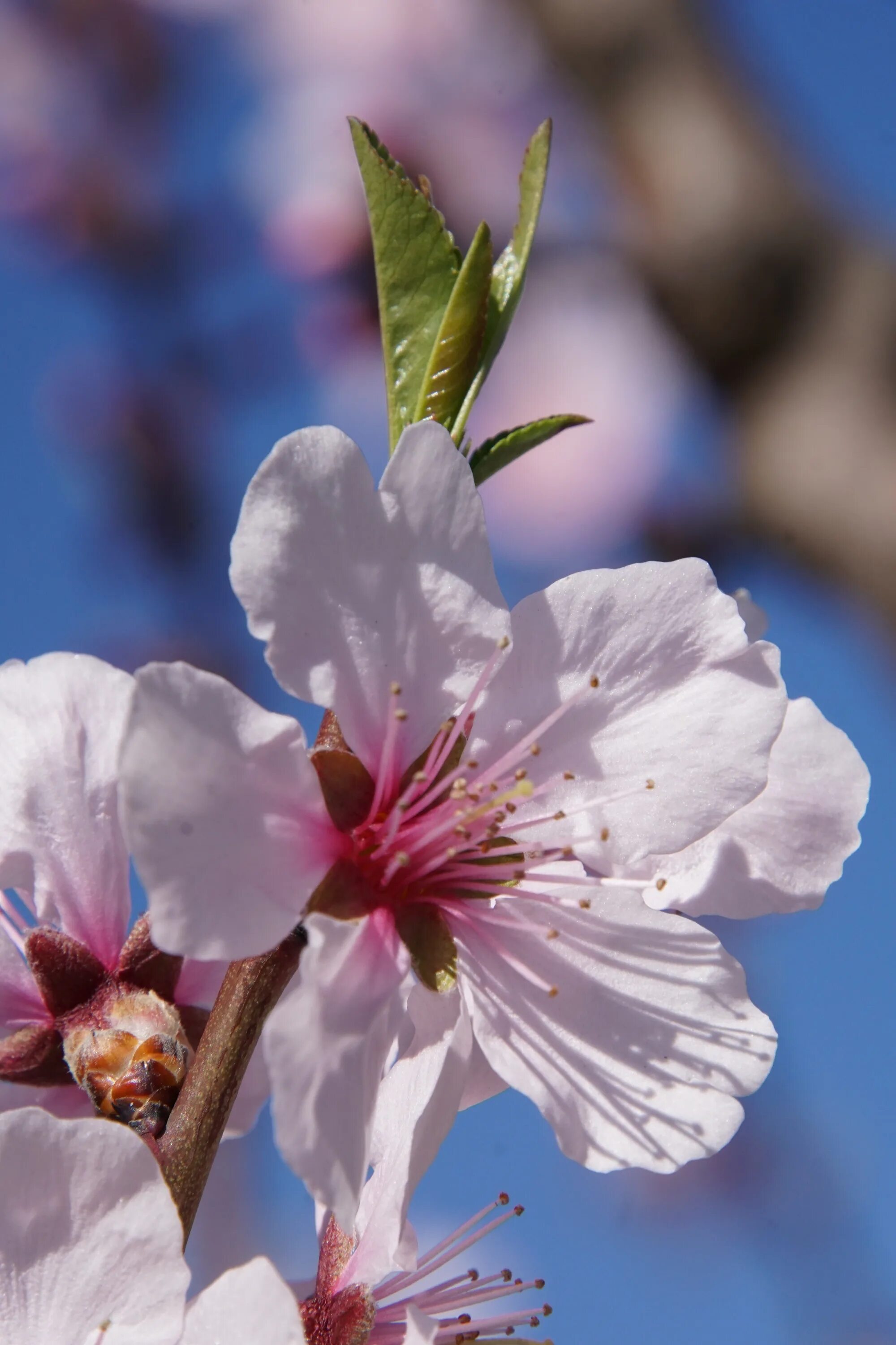 Цветение миндаля. Prunus Dulcis. Цветущий миндаль. Миндальное дерево цветение.