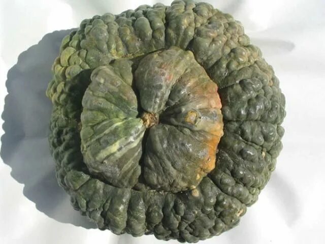 морская тыква