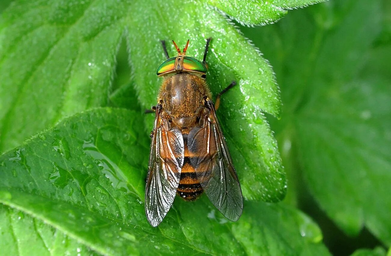 Слепень бычий Tabanus bovinus. Слепень златоглазка. Паут Овод слепень. Слепни (Tabanidae).