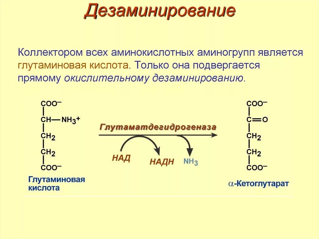 Прямое окислительное дезаминирование. Окислительное дезаминирование аминокислот. Непрямое дезаминирование аминокислот продукты. Реакция окислительного дезаминирования глутаминовой кислоты.