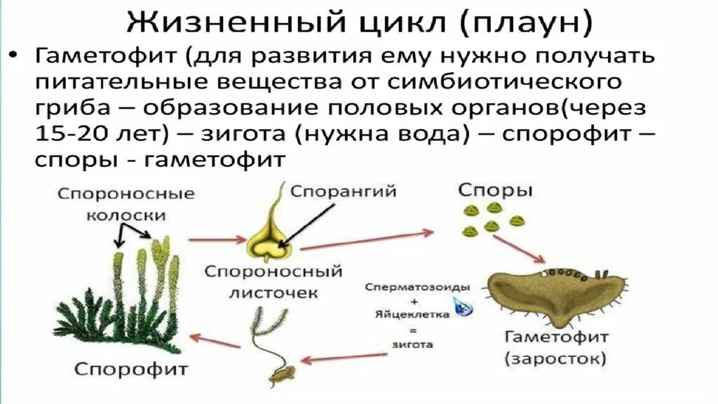 Функция гаметофита папоротников. Плауны размножение. Жизненный цикл плауна булавовидного схема. Цикл размножения плаунов. Жизненные циклы растений гаметофит и спорофит.