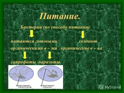 Биологические пища вода воздух