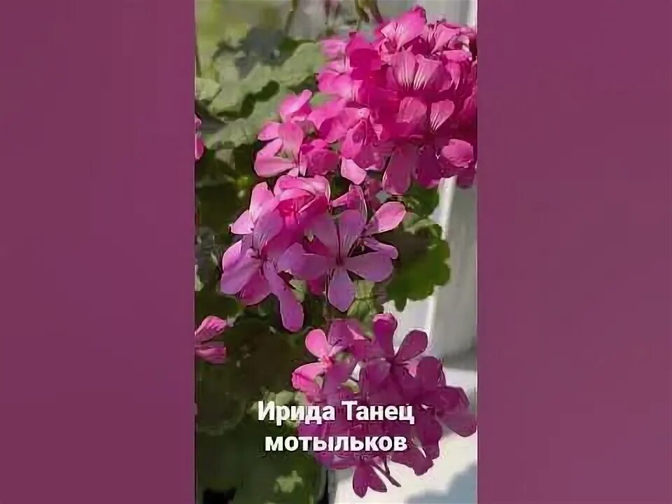 Ирида За Роскошь - YouTube