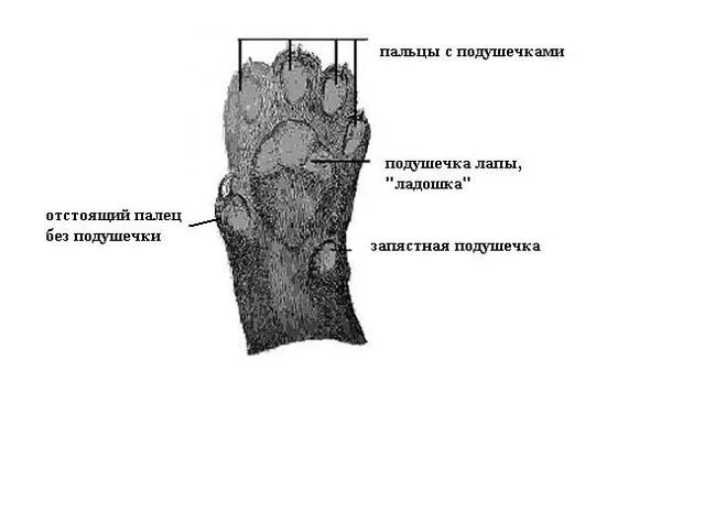 Строение кошачьей лапы. Пятый палец у кошек на передних лапах.