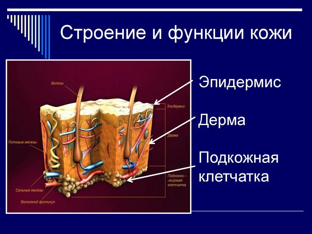 Функции кожи 9 класс биология. Строение кожи. Функции кожи. Кожа наружный покровный орган. Биология кожа-наружный покровный орган.