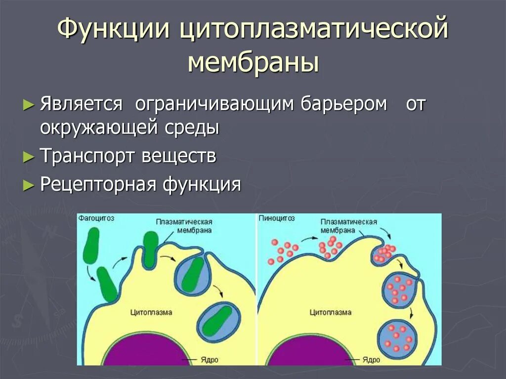 Функции мембраны клетки является. Функции наружной цитоплазматической мембраны фагоцитоз. Функции наружной цитоплазматической мембраны. Плазматическая мембрана бактерий функции. Функции цитоплазматической мембраны.