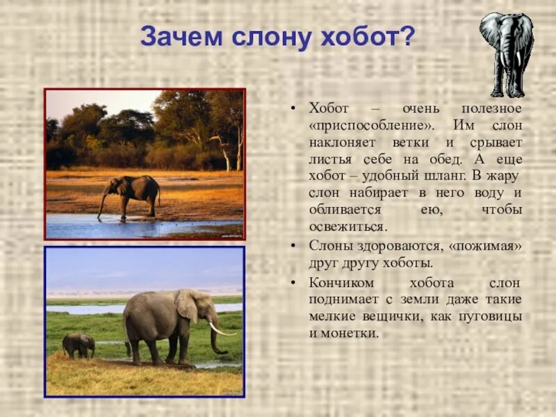 Зачем слону хобот. Зачем слону хобот для дошкольников. Почему у слона такой хобот. Приспособление слонов.