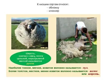 Низший сорт