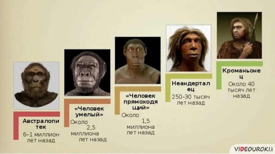 Хомо сапиенс неандерталец кроманьонец. Питекантроп неандерталец кроманьонец. Неандерталец человек умелый кроманьонец человек. Австралопитеки кроманьонцы и неандертальцы.