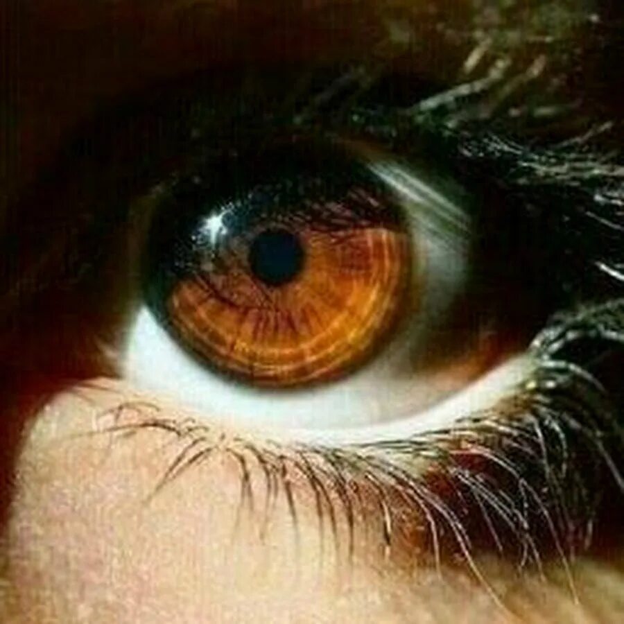 Янтарные глаза. Карие янтарные глаза. Карий цвет глаз. Янтарный цвет глаз.