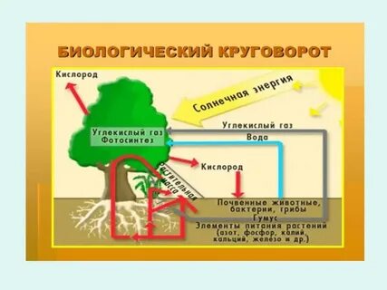 Круговороты географической оболочки