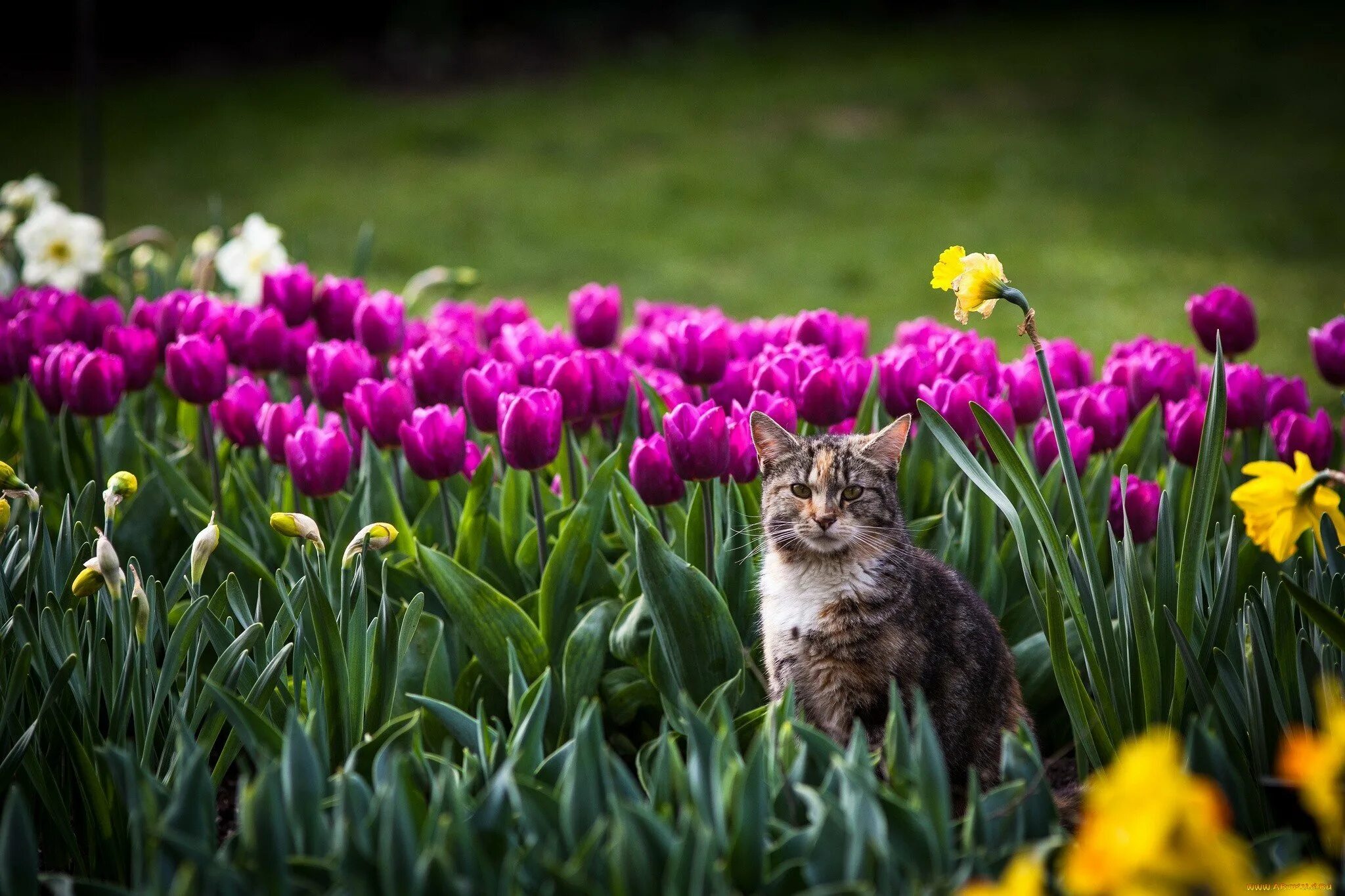 Котик с тюльпанами. Весенняя кошка. Кошки весной.