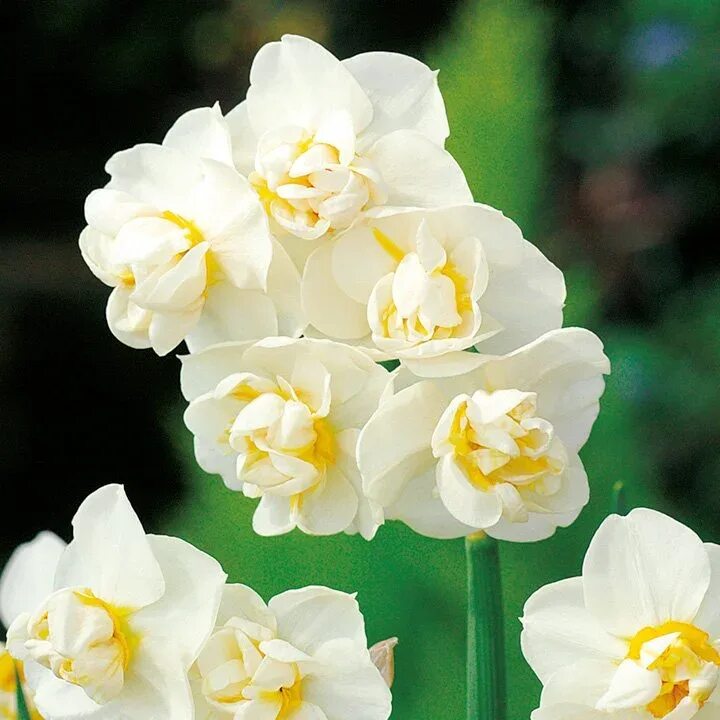 Нарцисс многоцветковый чирфулнесс. Yellow cheerfulness нарцисс. Нарцисс тацетный чирфулнесс. Нарцисс чирфулнесс фото и описание. Нарцисс тацетный чирфулнесс.