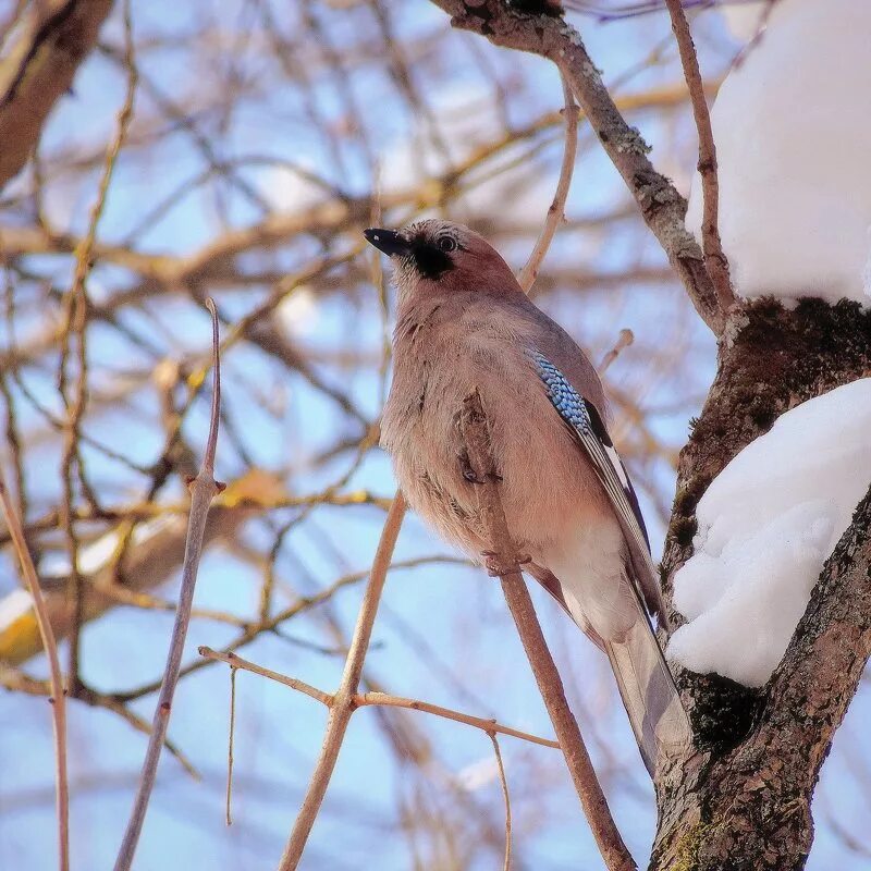 крупные птицы подмосковья зимой. сойка подмосковная птица. птицы подмосковья. сойка удмуртия. птицы подмосковья зимой.