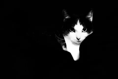 Обои котики черно белые
