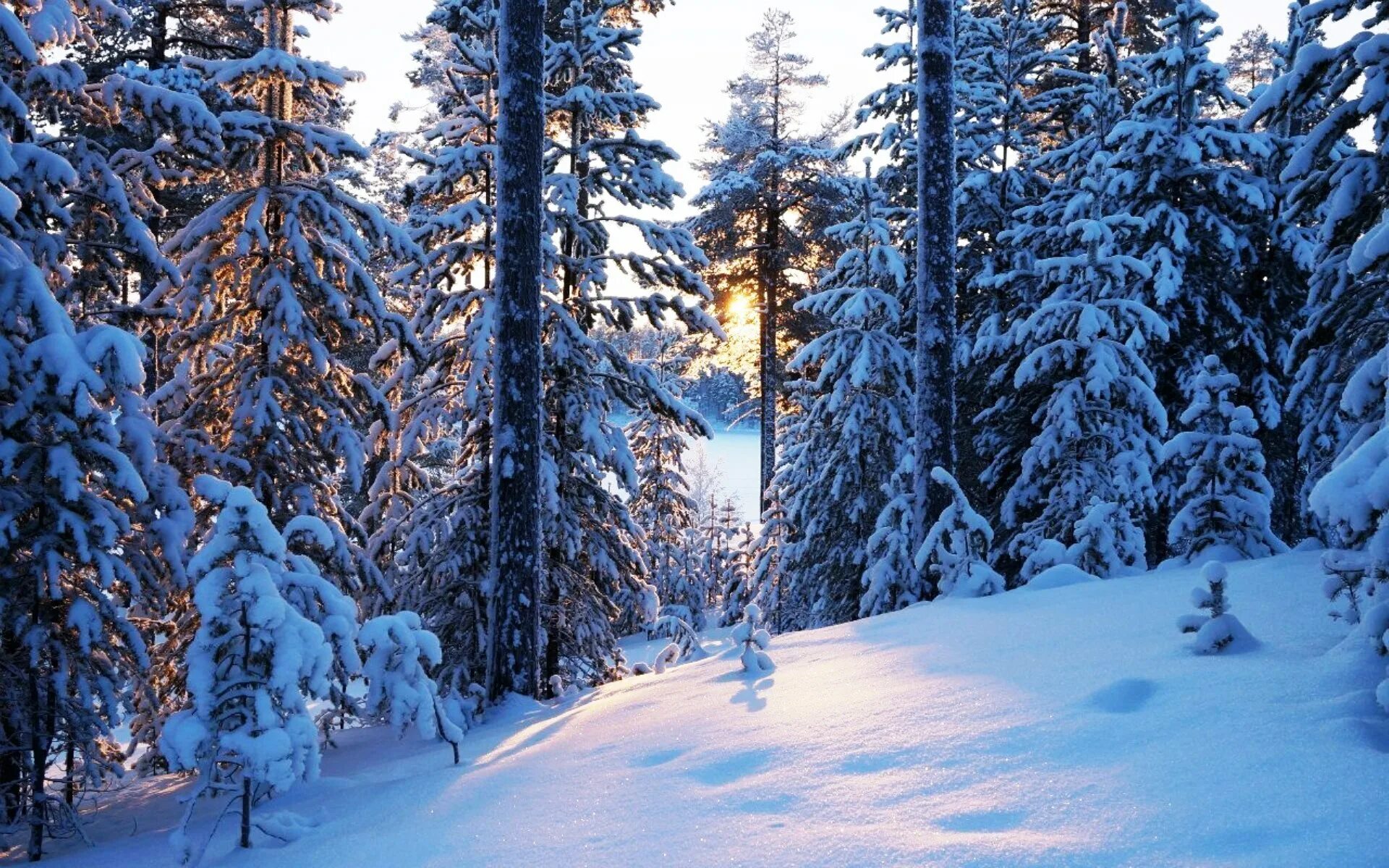 В лесу зимой можно. Таёжный зимний лес. Сибирский лес Сибирская Тайга зима. Зимняя Тайга. Зимой в лесу.