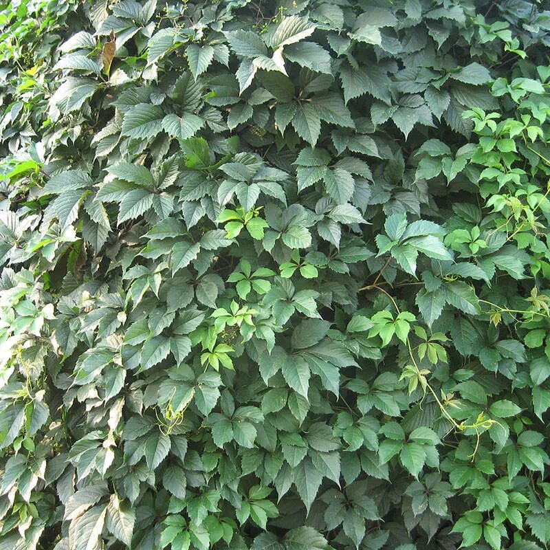 плющ обыкновенный (hedera helix). плющ хмель. вьющееся растение листья. плющ гринхарт. плющ обыкновенный (hedera helix).
