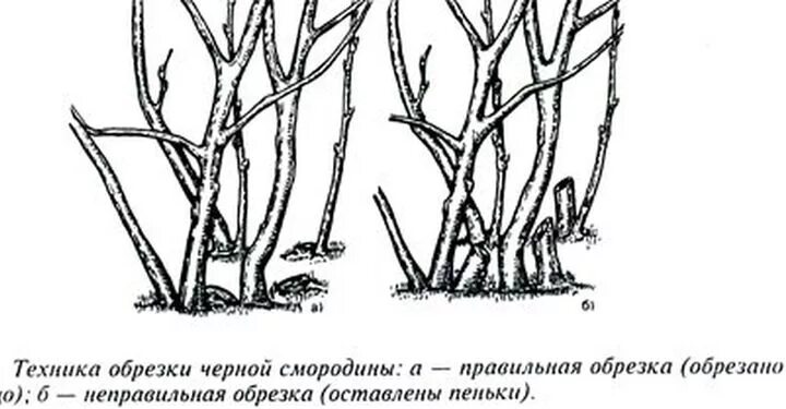 Как обрезать старую смородину. Обрезать смородину осенью схема. обрезка чёрной смородины осенью схема. схема обрезки смородины осенью осенью. обрезка смородины весной схема.