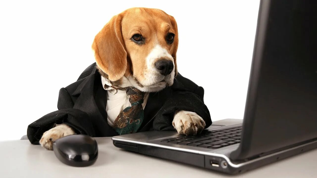 Мем корги на собеседовании. Собака с ноутбуком. Собака за ноутом. Собака в офисе. Офисная собака.