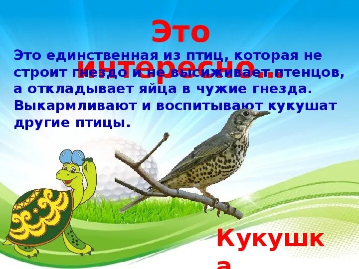 Конспект урока птицы 7 класс. Урок птицы 1 класс окружающий мир. Уроки про птиц по окружающему миру. Презентация птицы 1 класс. Кто такие птицы 1 класс окружающий мир.